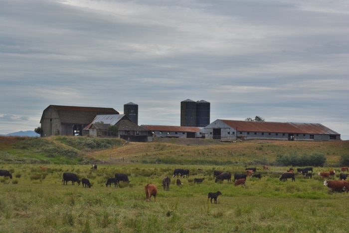 dairy farm in Ferndale